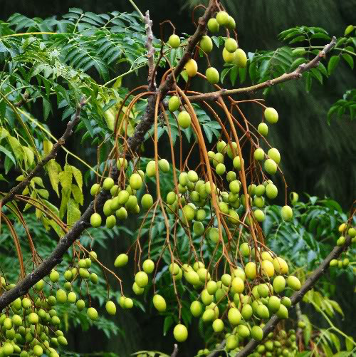 Organic plant protection effects of Xoan tree
